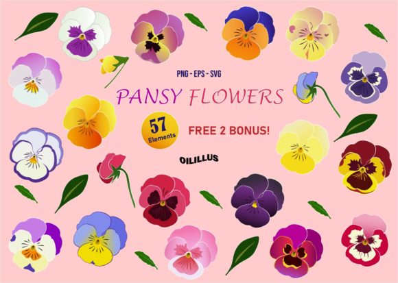 Discover the Versatile Beauty of Pansy Flowers